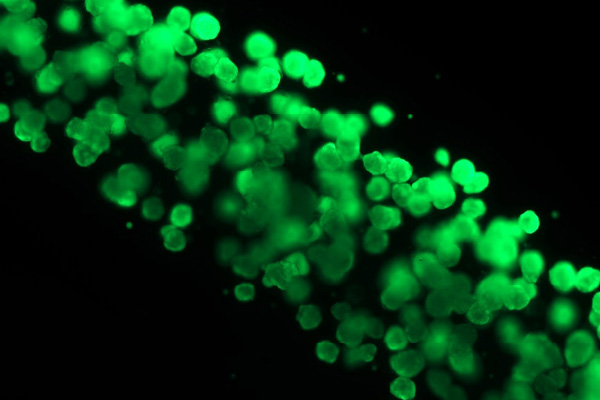 Liver Tissue Therapeutic